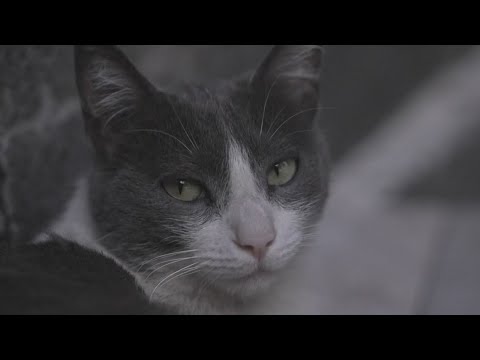 Cats at Mexico's National Palace declared 'living fixed assets' of the government