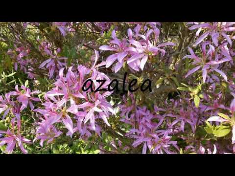 How to say azalea in English?