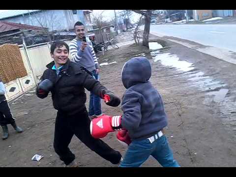 boxeri din campurelu