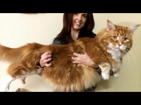 The biggest cat breed that i really dream of