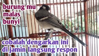 Download lagu Burung yang malas bunyi coba saja mendengar ini mp3