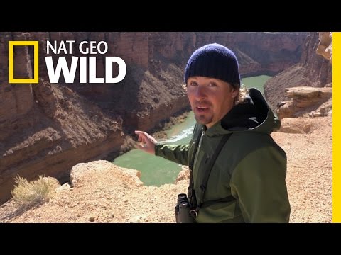Casey and the Condor | America the Wild
