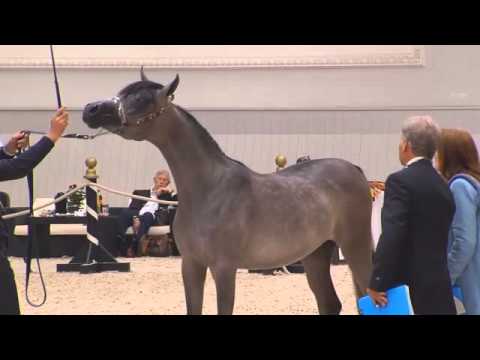 Berlin Cup Werder 2013 - Colts 1 year old (Class 6) - N.10 FARIS ALRASHEDIAH
