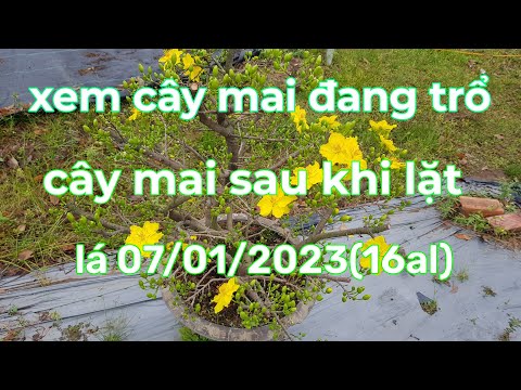 Giảo siêu nụ sau 17ngày lặt lá,xem lại những cây mai sau khi lặt lá,chuẩn đoán độ trổ hoa 07/01