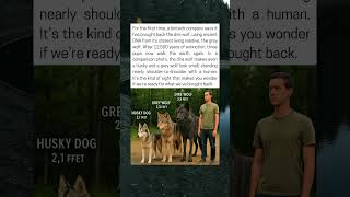 Download lagu Dire Wolf Brought Back After 12,500 Years mp3