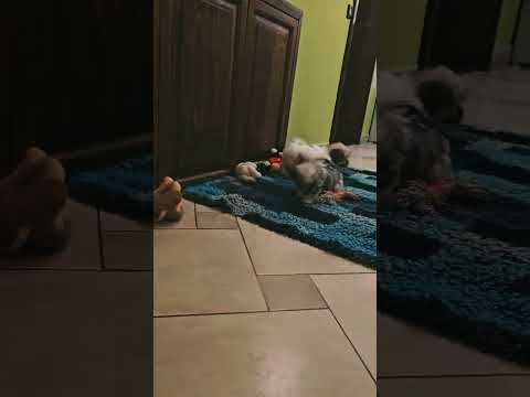 Havanese puppy for sale