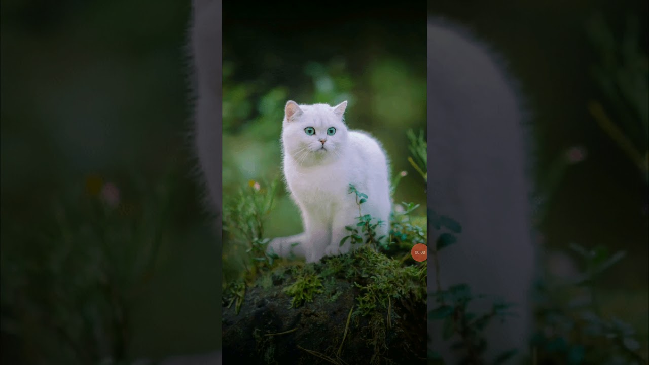 White cat wallpaper