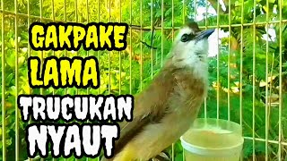 Download lagu Pancingan suara burung trucukan gacor memanggil lawan ini trucuk betina memanggil jantan mp3 Download lagu Pancingan suara burung trucukan gacor memanggil lawan ini trucuk betina memanggil jantan mp3