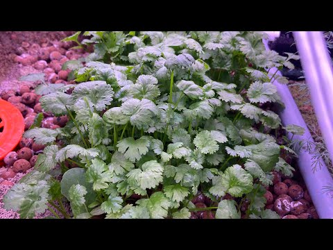 Sandponics Aquaponics