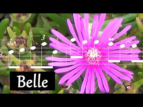 "Belle" from Notre-Dame de Paris,  composed by Riccardo Cocciante - Flute on a street corner