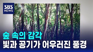 숲 속의 감각..빛과 공기가 어우러진 풍경 / SBS / 문화현장