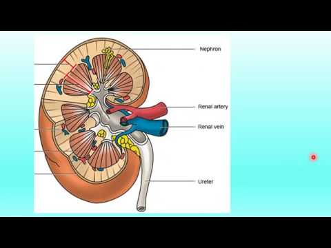 LEWENSWETENSKAP GRAAD 11: 19 Junie 2020 - periode 7 (19117)