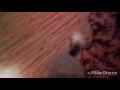 Chinchilla hiding!!!