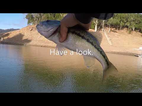 Nacimiento Lake, July 2, Killin' the Top Water!