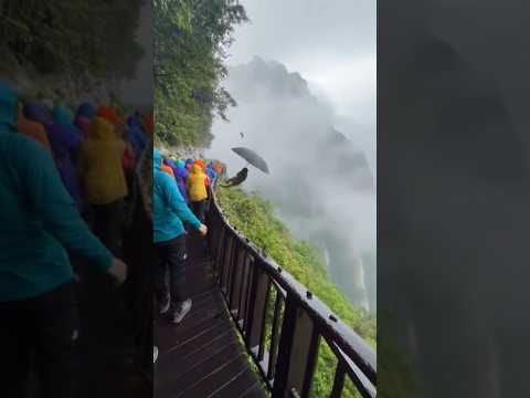 🐒 Monkey Stole a Tourist’s Umbrella and Flew Away in the Mountains!