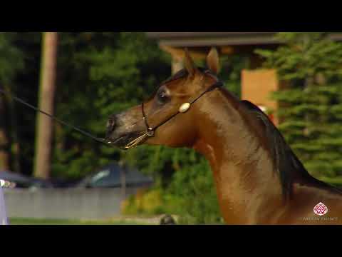 N.32 AG NOBEL GAUDIO - Milan 2020 Arabian Horse Show - Yearling Colts (Class 4B)