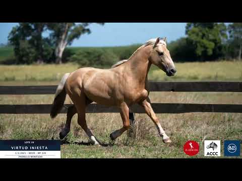 Lote 19 Virtud Iniesta