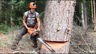 How to Cut a leaning tree down, Pro faller tips.