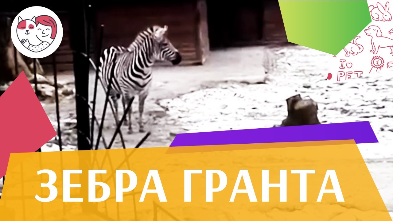 Зебра Гранта Размножение на ilikepet