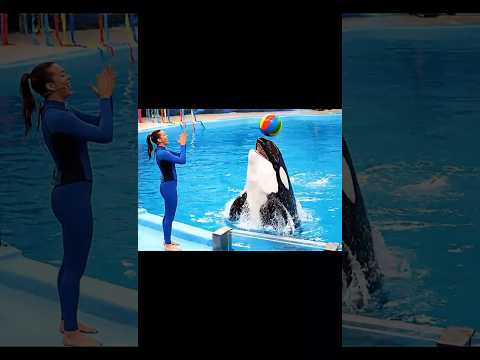 #orca #jessica #swimming #shortsfeed #shorts