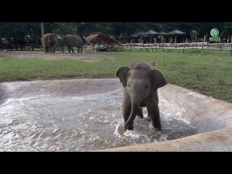 A Playful Baby Elephant Splashing in Water - Adorable!