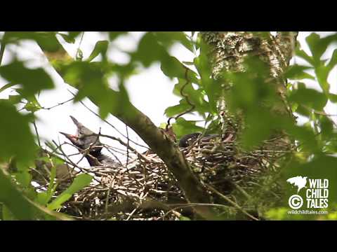American Crow Babies: Day 6 of Nest Watch - New Orleans, LA