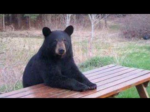 Tendances animaux drôles retenez votre rire si vous le pouvez