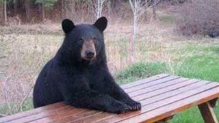 Tendances animaux drôles retenez votre rire si vous le pouvez