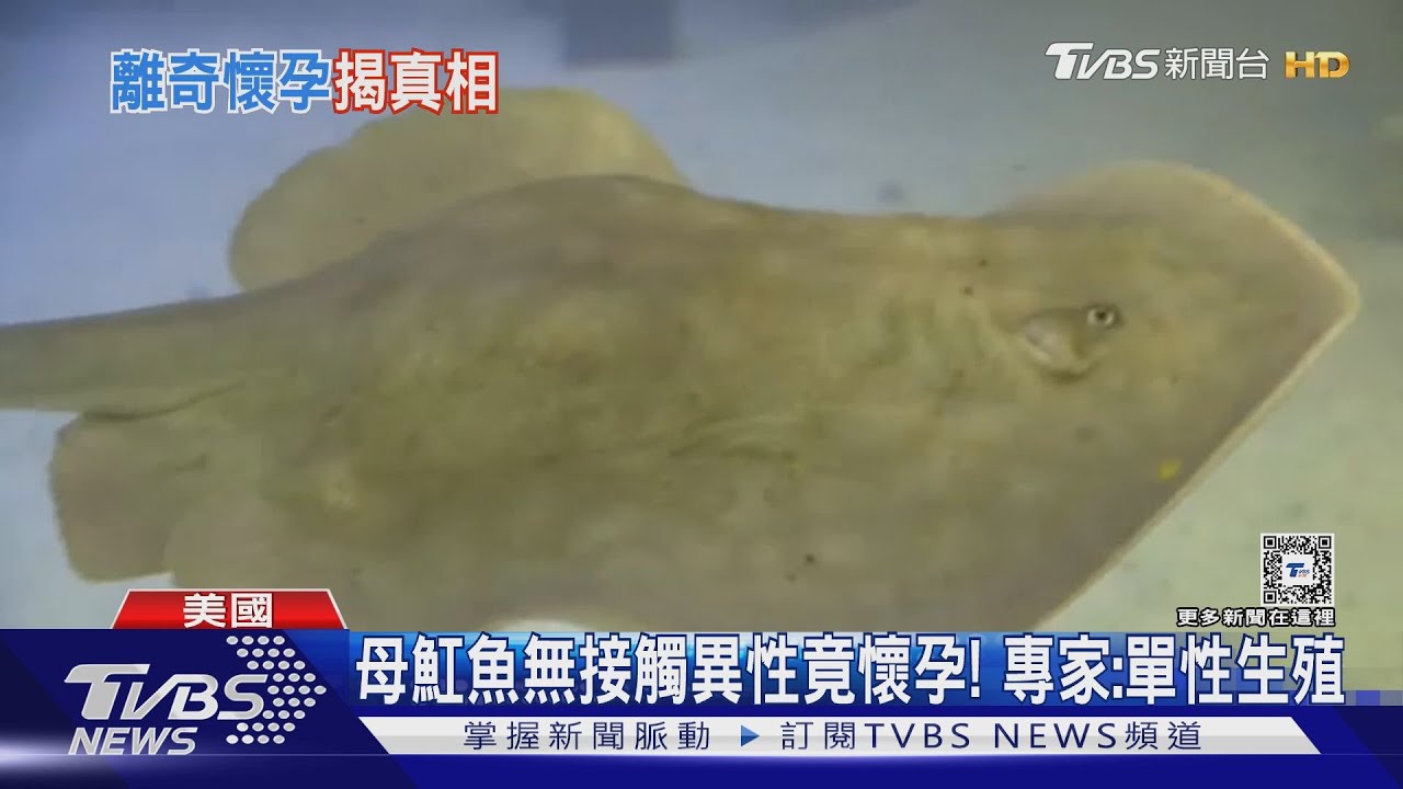 水族館母魟魚無接觸異性竟懷孕！　專家推測「單性生殖」
