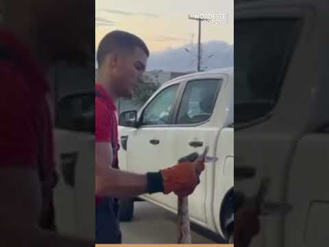 Jiboia é resgatada em carroceria de veículo em Santa Cruz-RN