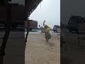 Track Ke Samne A Gya Hathi Shorts Viral Shorts Viral