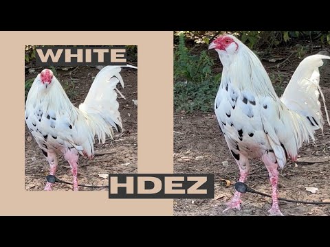 White Muff Gavilan Hatch Hdez Farm in Florida Beautiful Birds