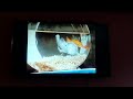 ELMO S WORLD ALL ABOUT ANIMALS 2014 DVD