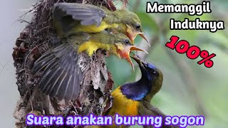 Download lagu PIKAT BURUNG SOGON ANAKAN MEMANGGIL INDUKANNYA SUARA JERNIH mp3