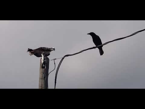 Crow yelling at Osprey while it's trying to have dinner