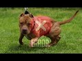 Pit Bull Terrier - Diferentes tipos de PITBULL