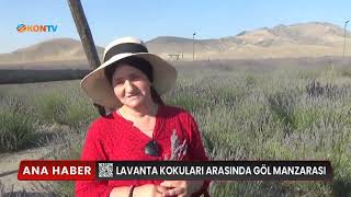 LAVANTA KOKULARI ARASINDA GÖL MANZARASI