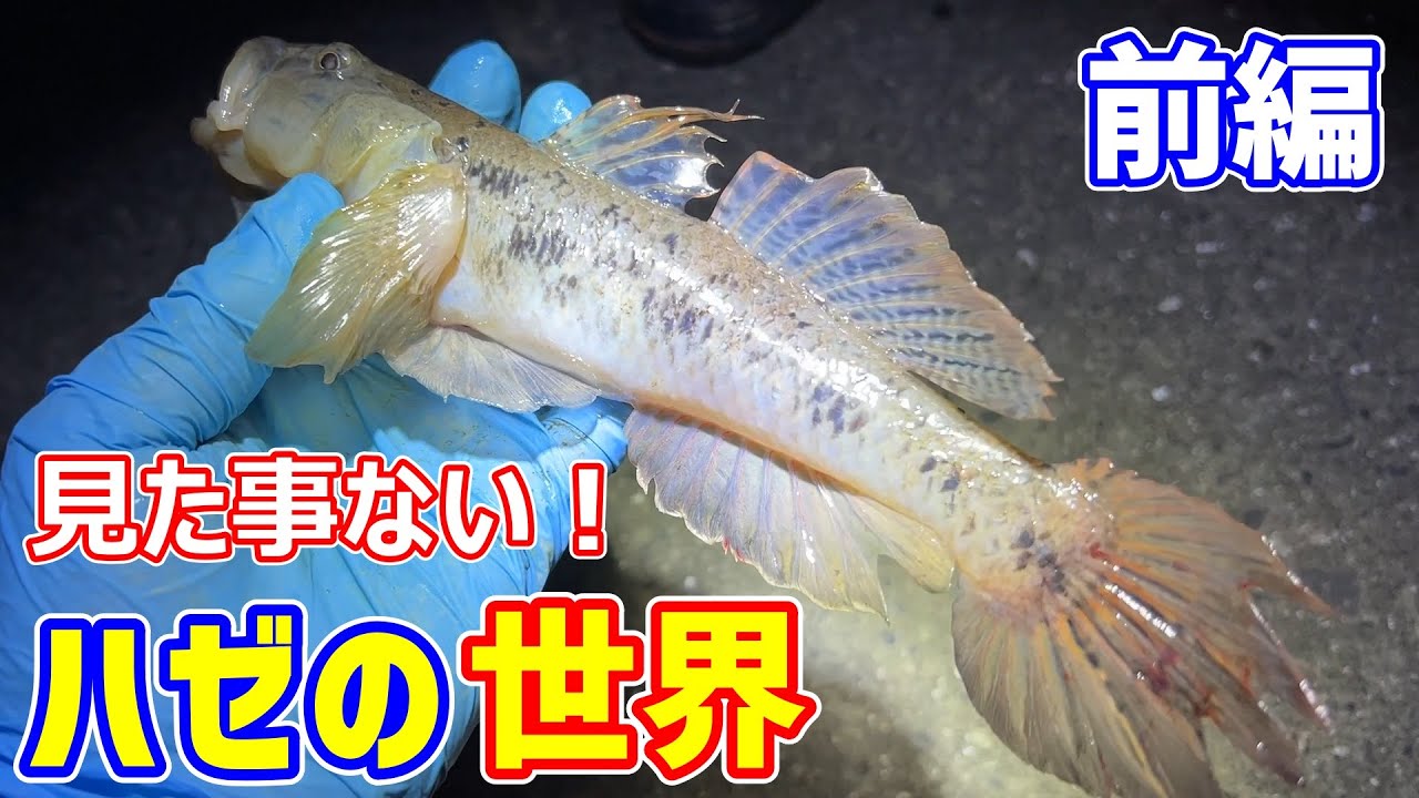 【貴重映像】日本に広く生息する「ウロハゼ」という魚をご存知ですか？