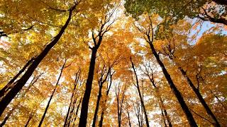 Cover art for Birds, just birds.