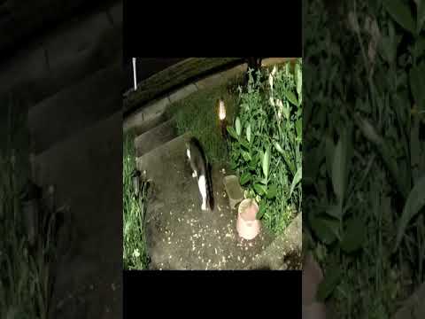 Tubs The Feral Cat Catches A Mouse And Then Eats It! 😺