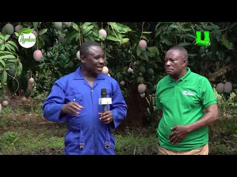 AYEKOO VISITS OTUMFUOR'S MANGO FARM, SHOWCASING MODERN AGRICULTURAL EXCELLENCE 05/08/2026