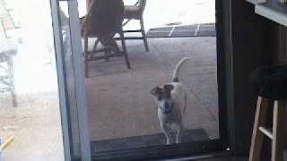 Roxy, the smart dog: This must be Santa