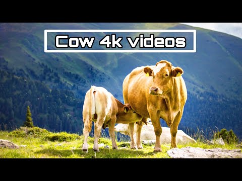 | 4k Mountain Cows | Cowbell Sound Relaxing Animals & Nature videos | Cow 4k videos | #87 |