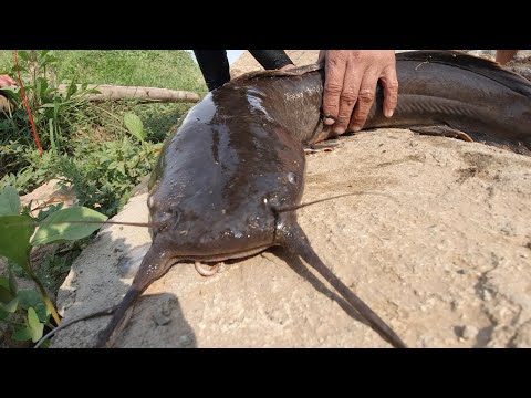 SE03EP100 - KAGULO LAHAT! SUPER JUMBO HITO! ANOTHER RIVER MONSTER | San Pablo City, Laguna