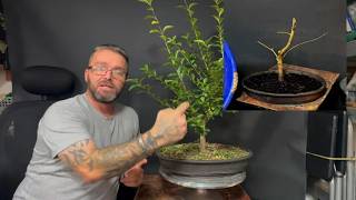Privet Bonsai Starting Over: Hard Cut Back