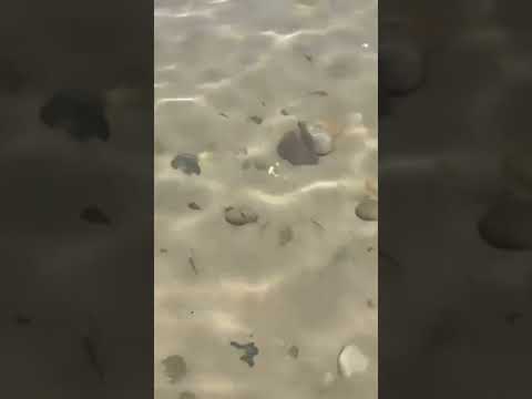 clear water beach 🏖️⛱️ michigan