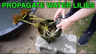 How To Propagate Tropical Water Lilies (FOR MY POOL POND)