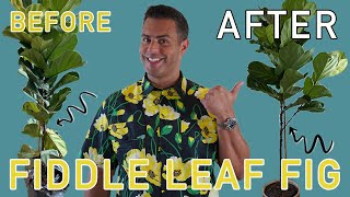Fiddle Leaf Fig Tree Pruning and Care Tips! The Best, Most Beautiful Houseplant of Them ALL!