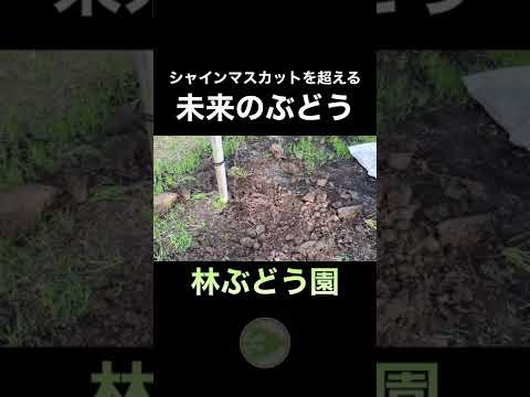 つるを植える 植え付けモードを選択する ピット