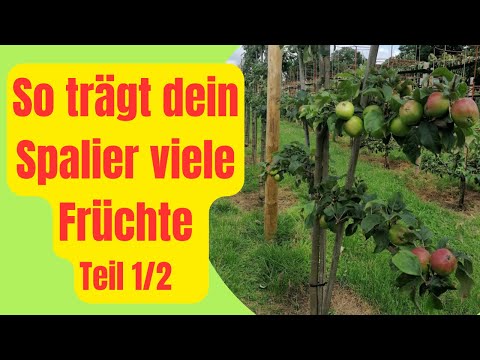 Pruning espalier fruit correctly Part 1